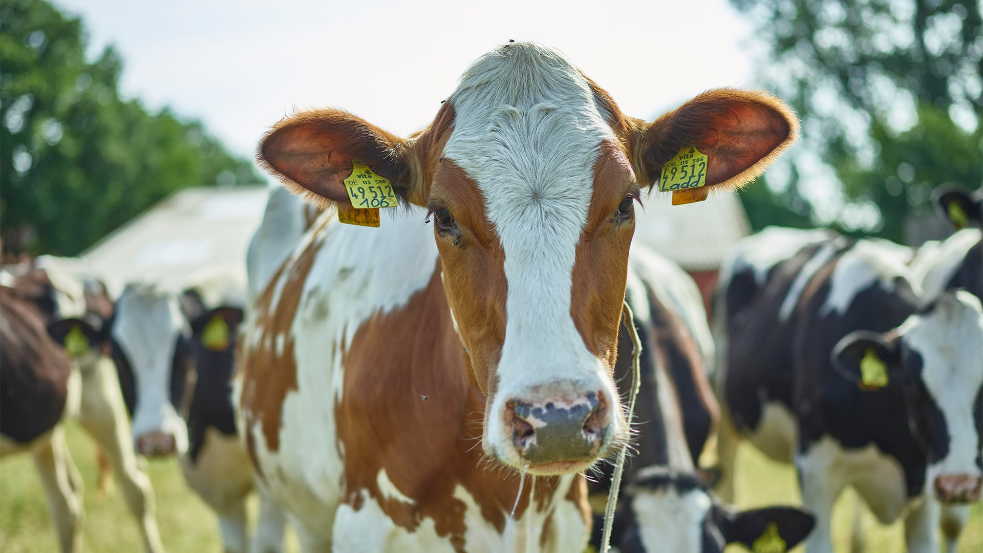 ueber-uns-landwirte-kuehe_0 ueber-uns-landwirte-kuehe_0